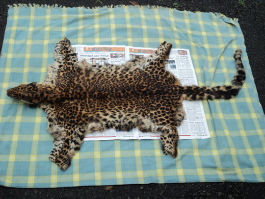 leopard  2